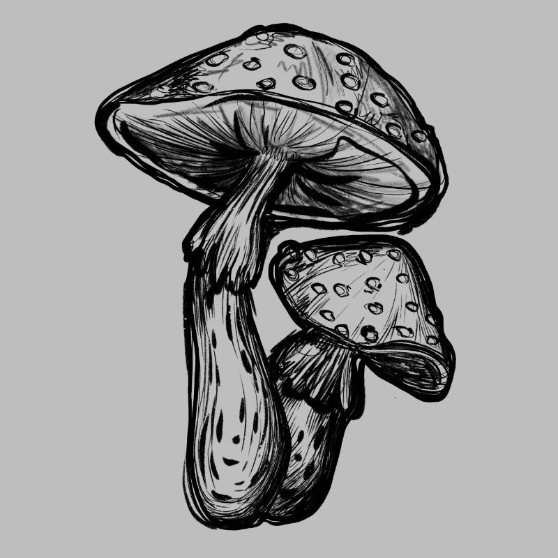 Toadstools Illustration