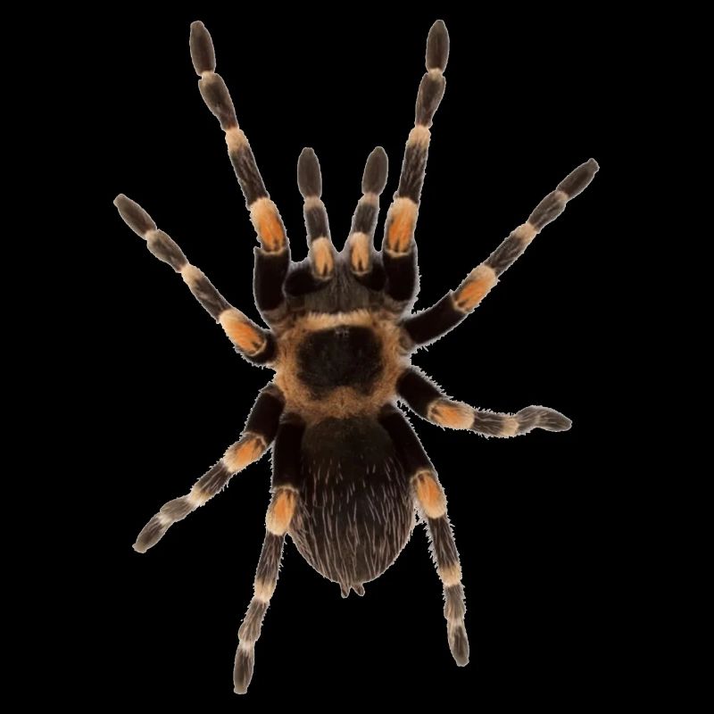 Spider