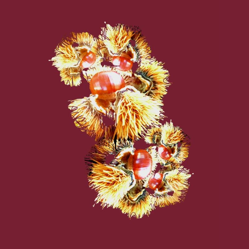 Châtaignes, châtaignes, marronniers d’Inde, marrons doux