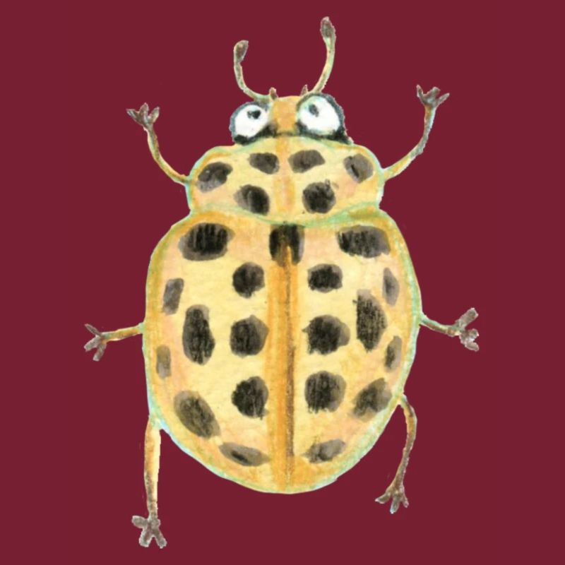 Pond ladybug