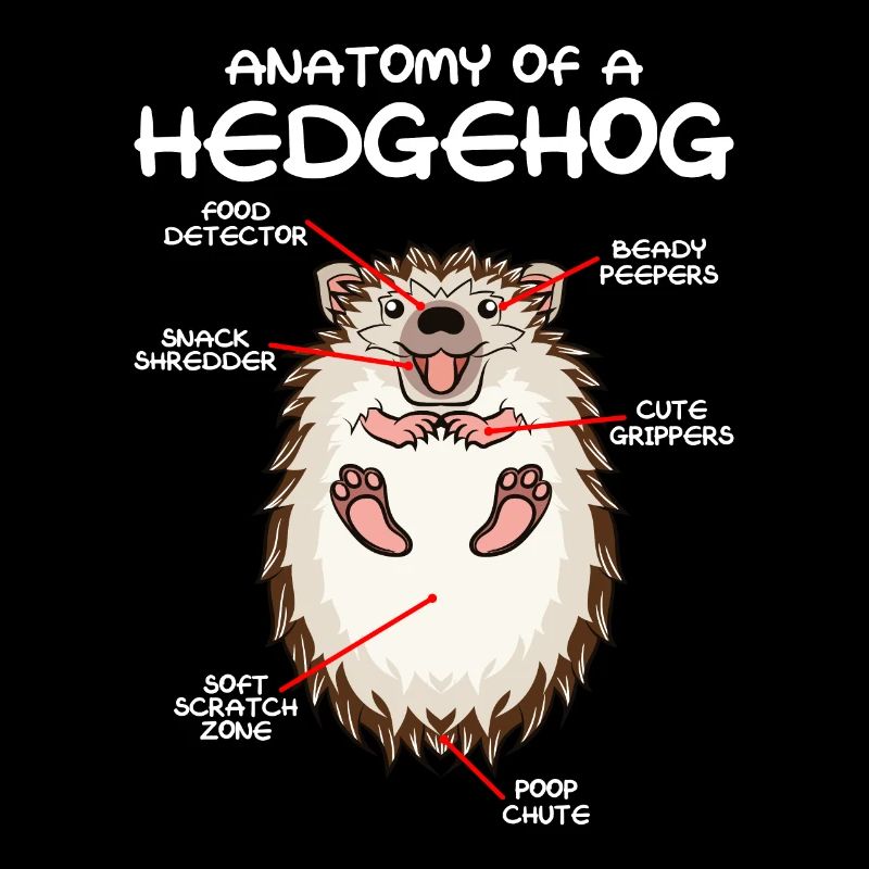 Anatomie Igel Süßes Tierfreund
