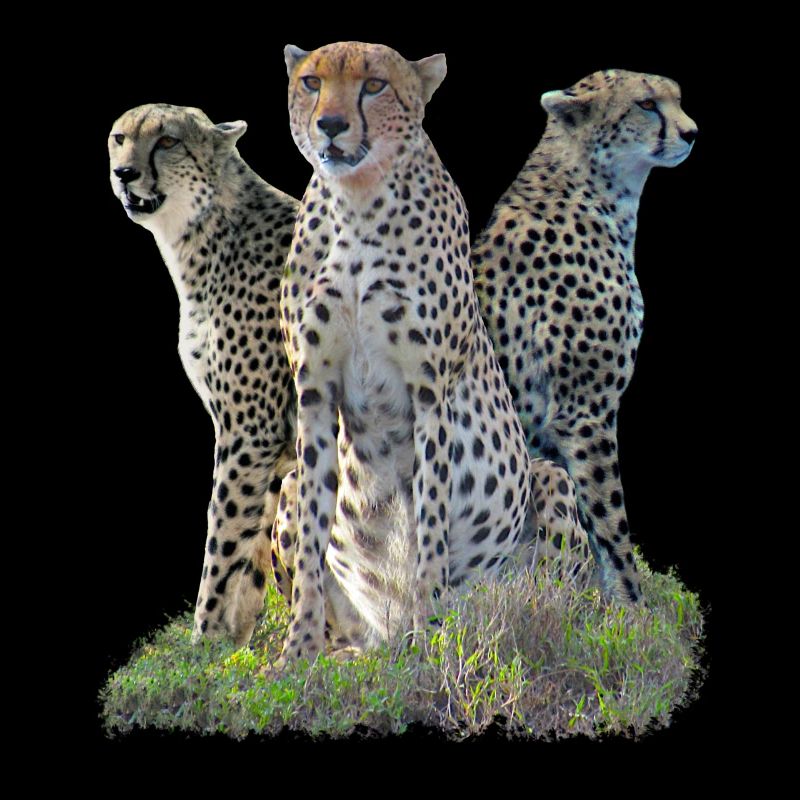 3 guépards - guépard - gros chat - chat - Afrique