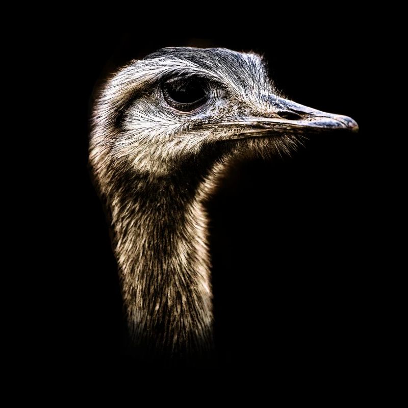 Vogel Strauss
