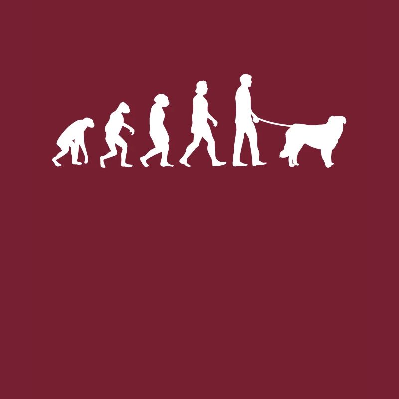 Évolution de Kuvasz