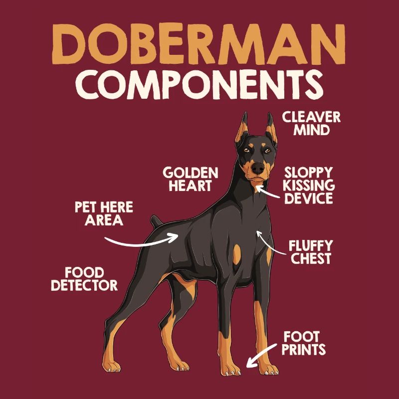 DOBERMANN KOMPONENTEN Anatomie Doberman