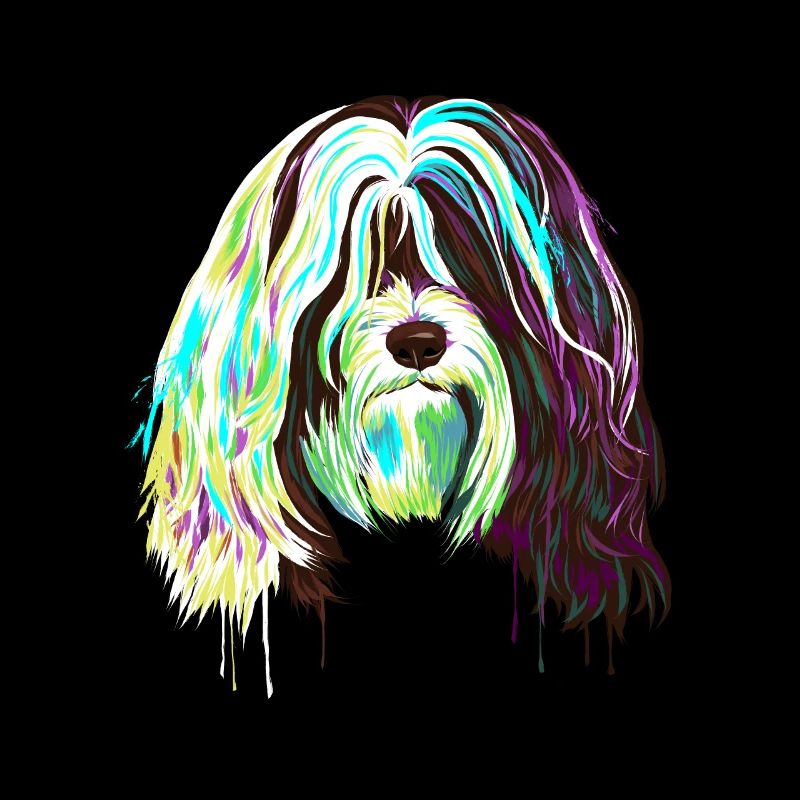 Splash Tibet Terrier chien