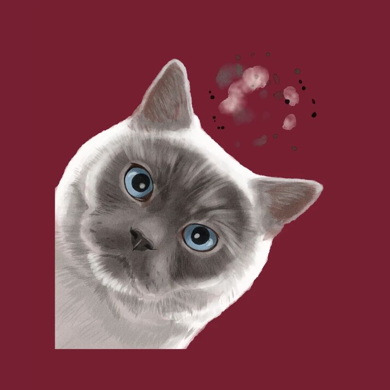 Neugierige Colourpoint Britisch Kurzhaar Katze
