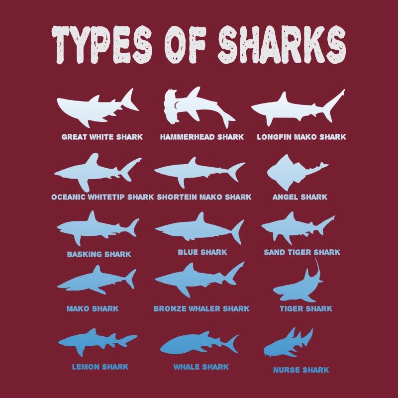 Types de requins