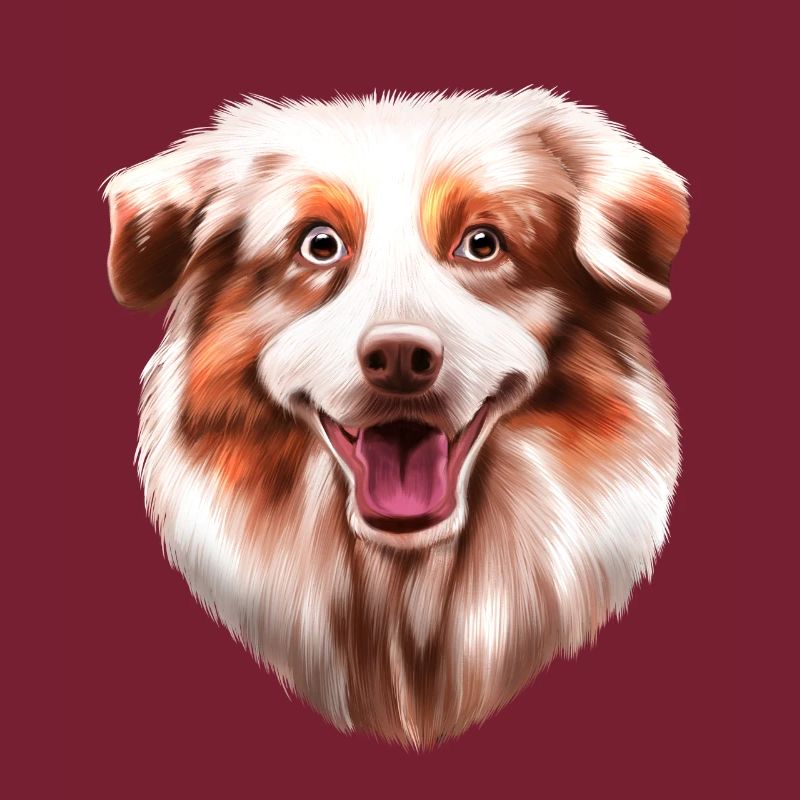 Australian Shepherd Aussie
