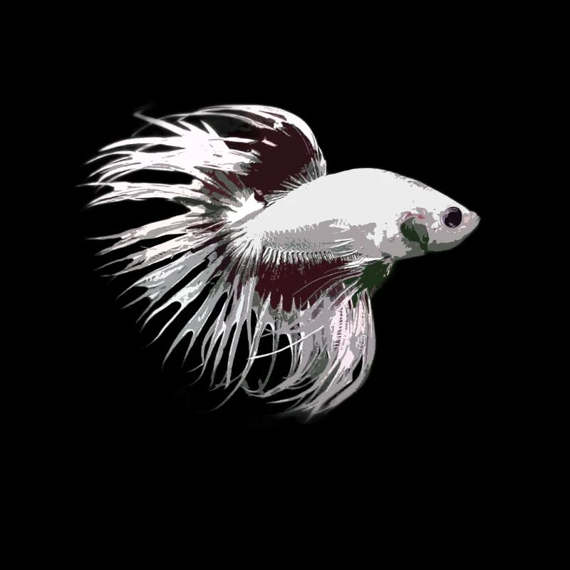 Crowntail Betta amant idée cadeau de poisson de combat