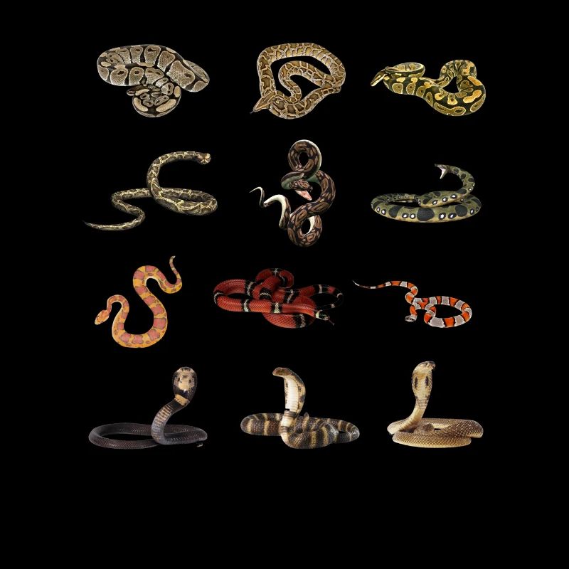 Différentes espèces de serpents