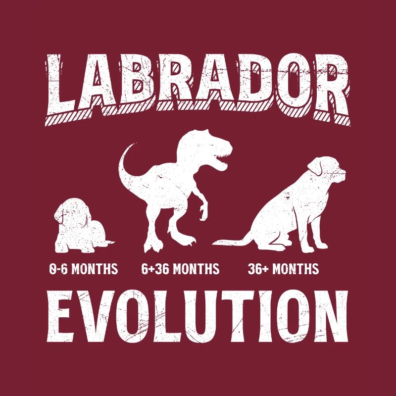 Labrador EVOLUTION Labrador Lover Funny