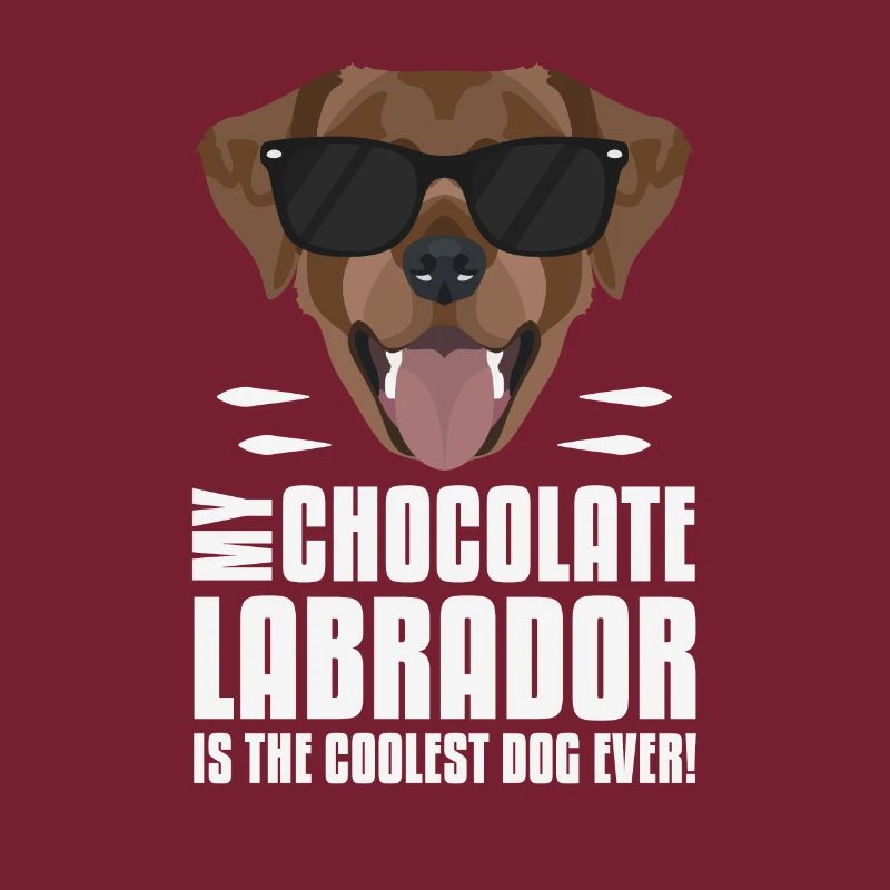 Mon chocolat labrador, le lab est le plus cool