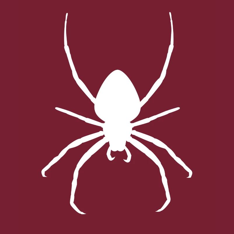 Tarentule araignée blanche