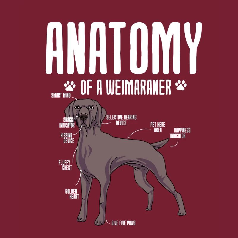 Weimaraner