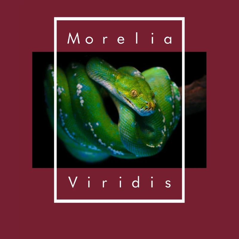 Morelia Viridis Green Tree Python Snake Keeper