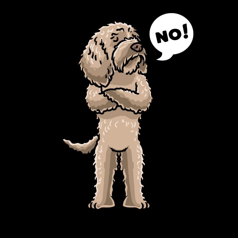 Chien Labradoodle têtu