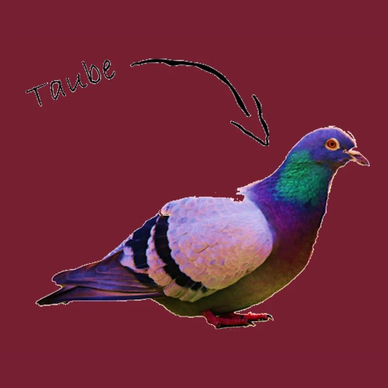 Taube