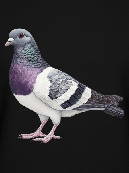 Colombe