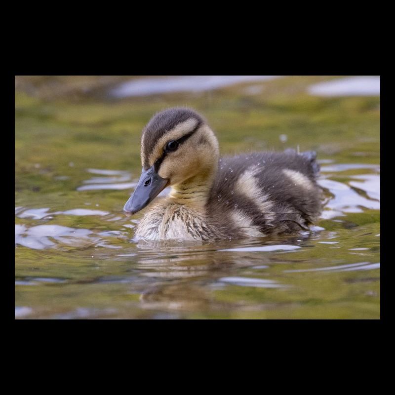 Poussins de canard