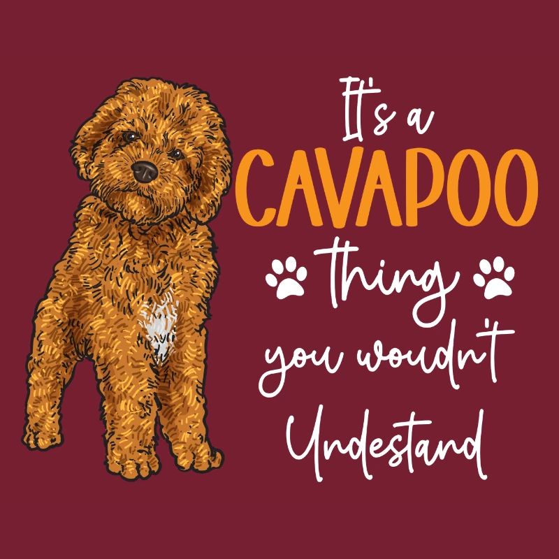 Cavapoo Cavoodle Capoodle Chien