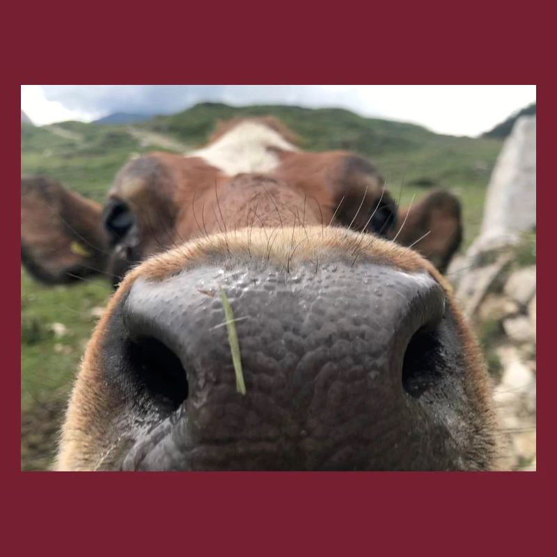 Nez de vache