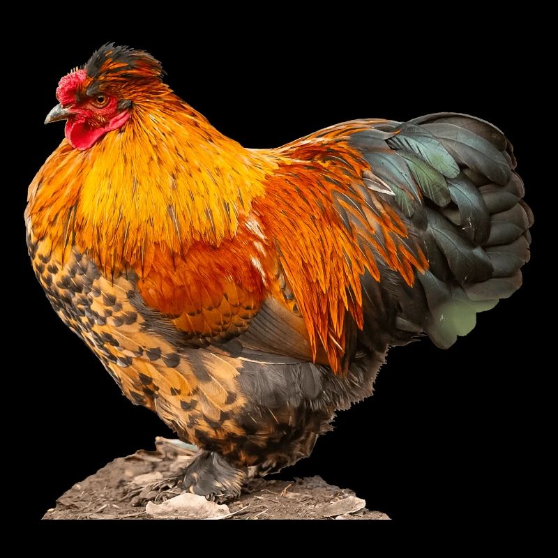 Poule