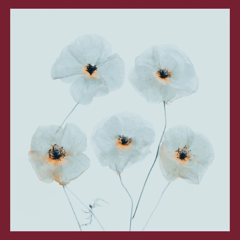 Fleurs de pavot Orange Bleu