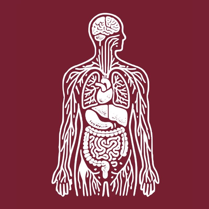 Medizin - Körper