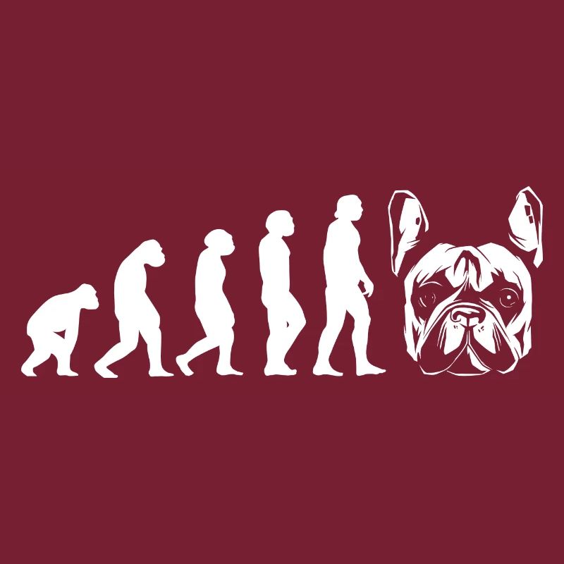 Evolution Bouledogue Français