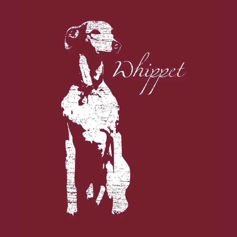 Whippet greyhound