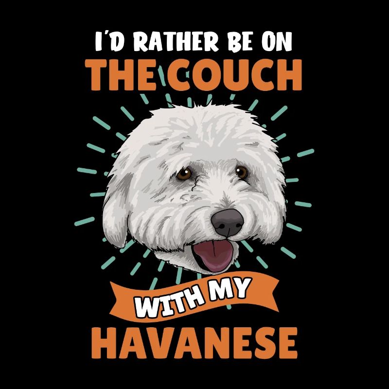 Havaneser Havanese