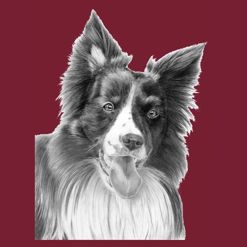 Border Collie Nr. 3