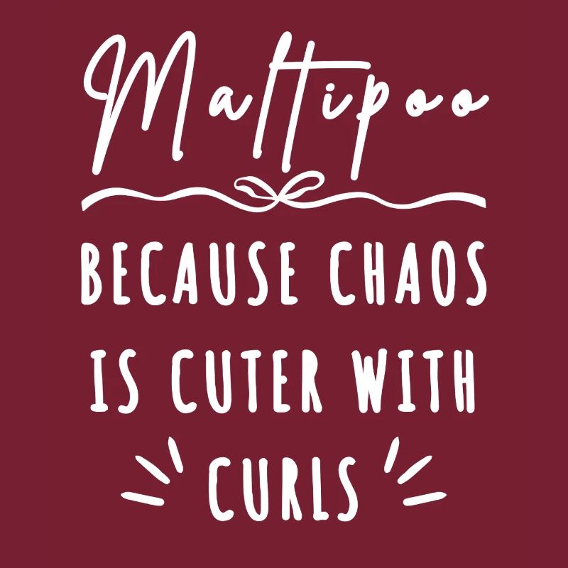 Maltipoo – Parce que le chaos est plus mignon avec des boucles