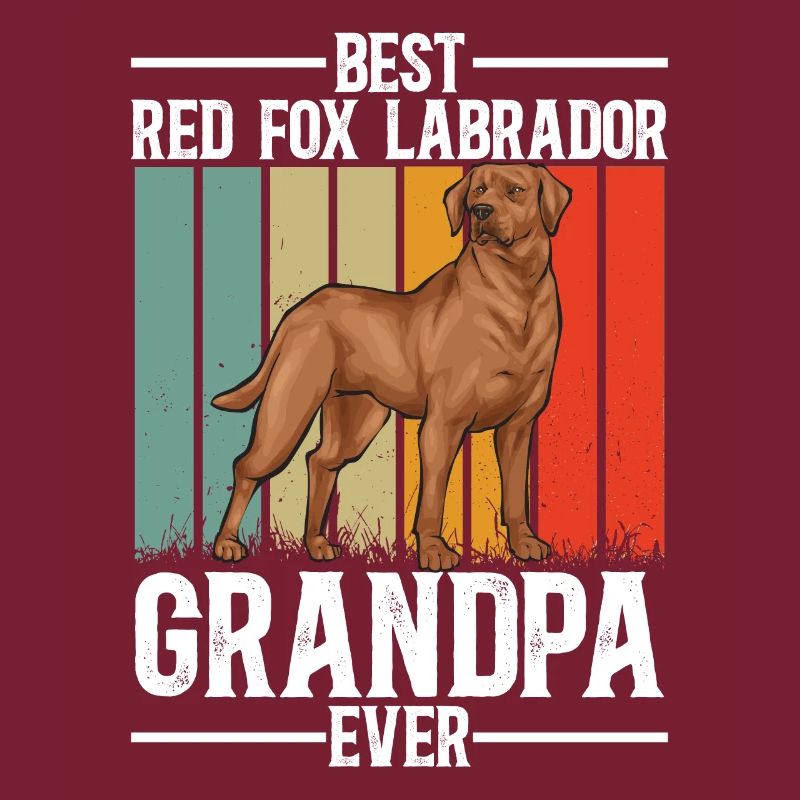 Fuchsroter Labrador Retriever Fox Red Labrador