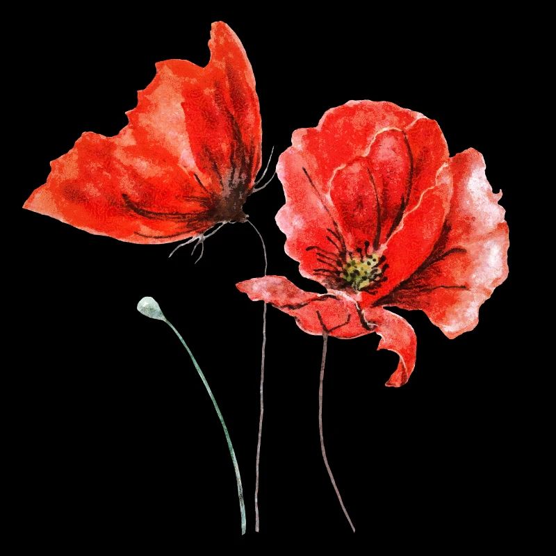 Coquelicots Fleurs de pavot Fleur rouge