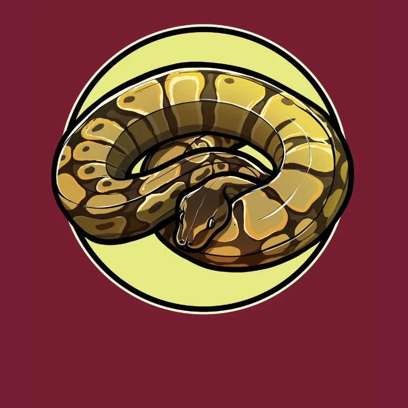 Ball Python Königspythons Königspython