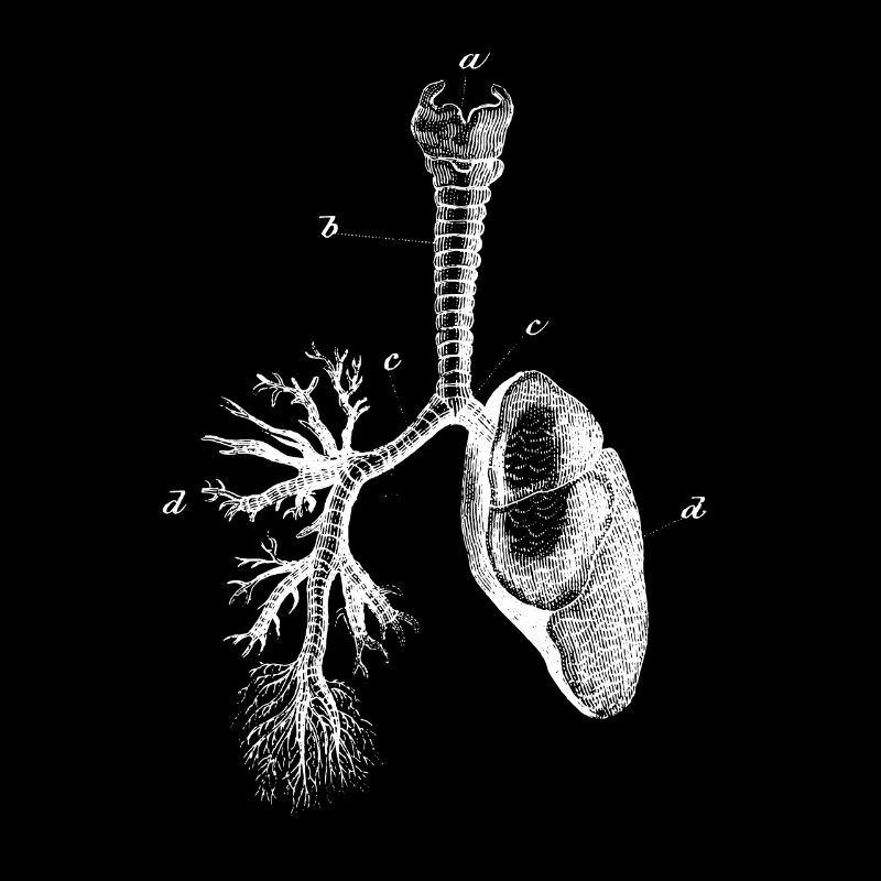 Lunge Brustkorb anatomisch Anatomie Skelett