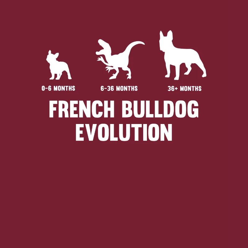 Evolution du bouledogue français pour un