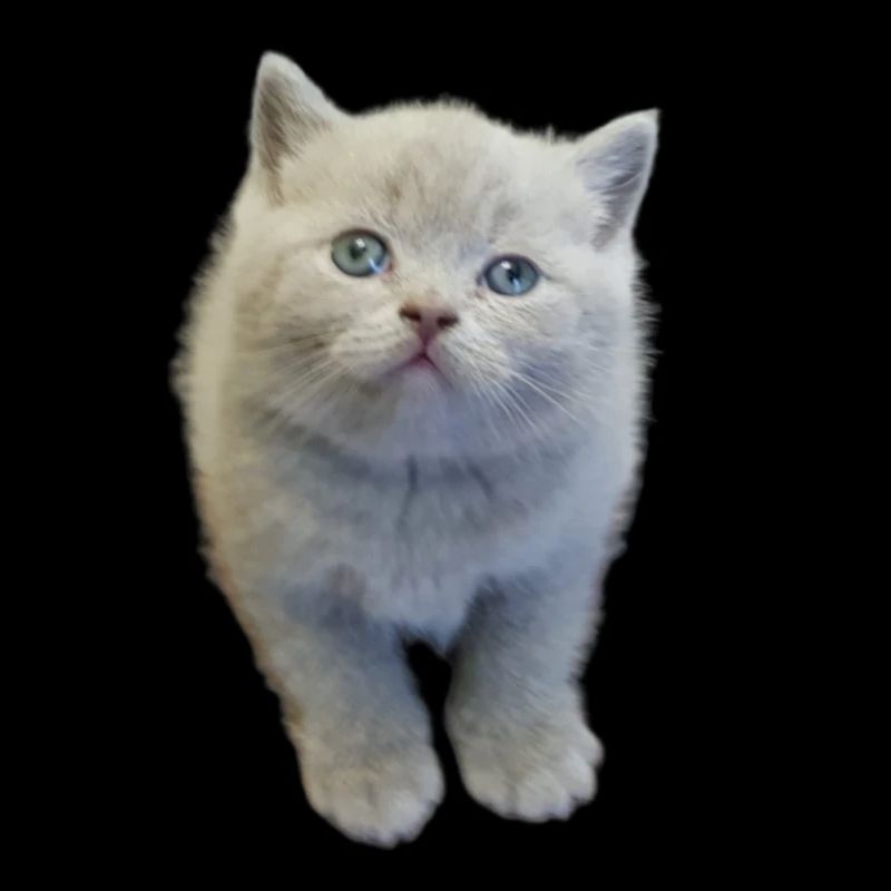 Chatons