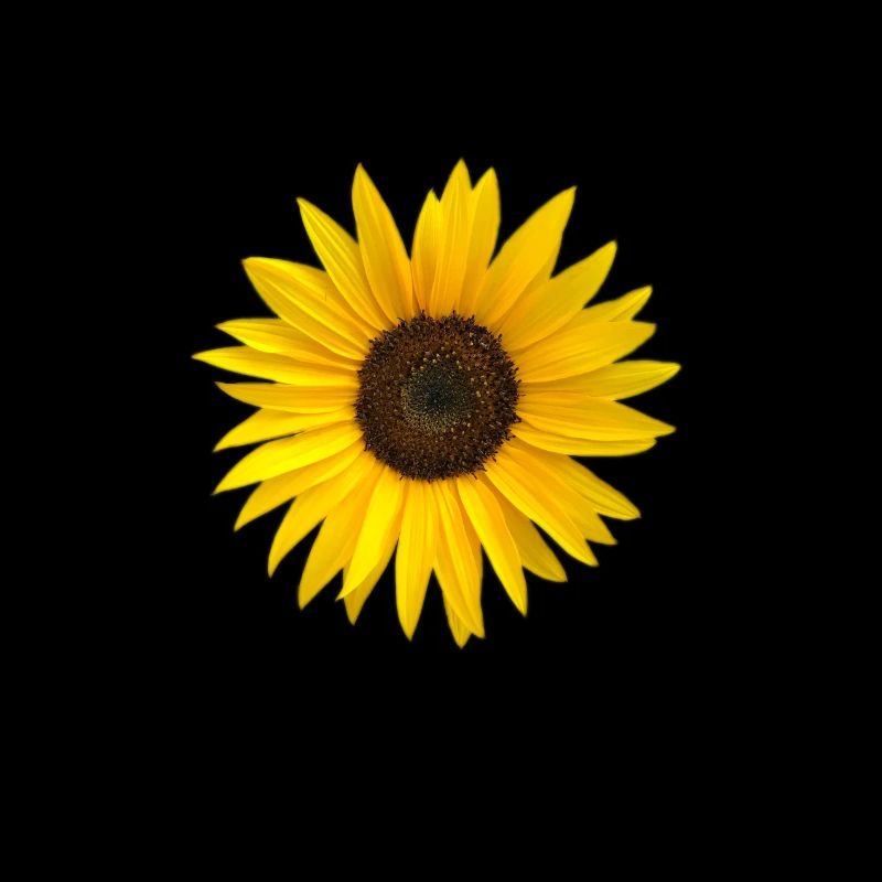 Tournesol