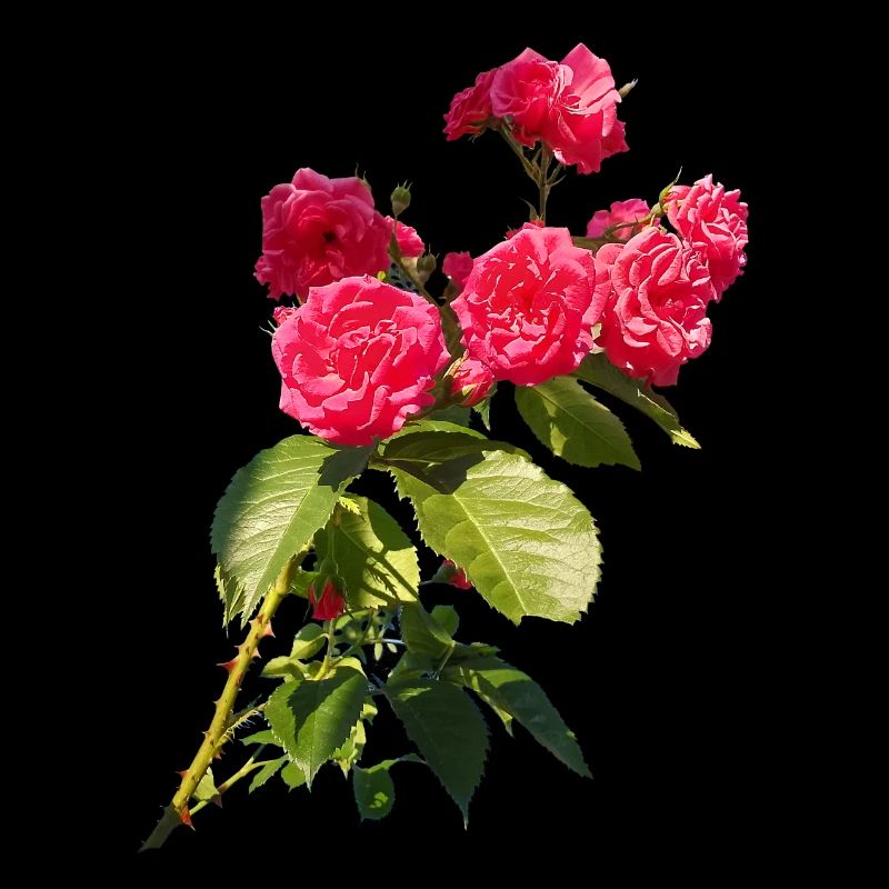 Red rose bush