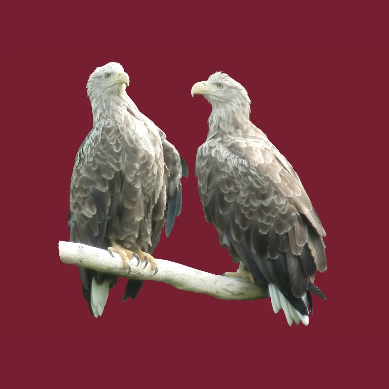 Pygargue à queue blanche