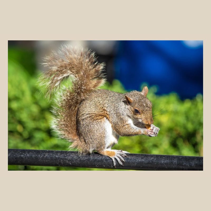 Essen Grauhörnchen Grauhörnchen Sciurus carolin
