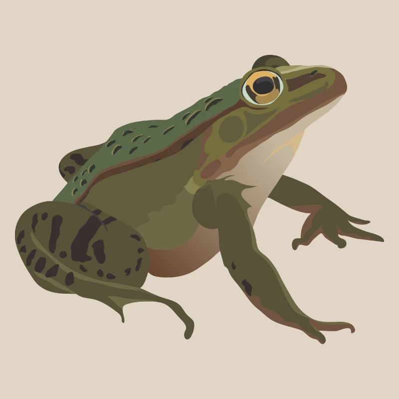 Frog mister frog toad common toad tree frog idea