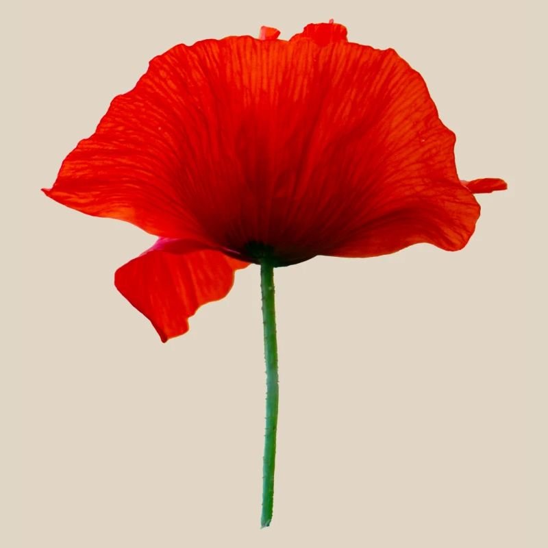 Mohnblume