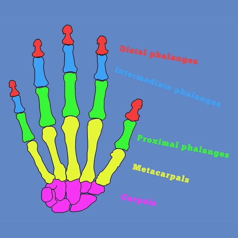 Hand Knochen Anatomie Mensch Evolution Physio