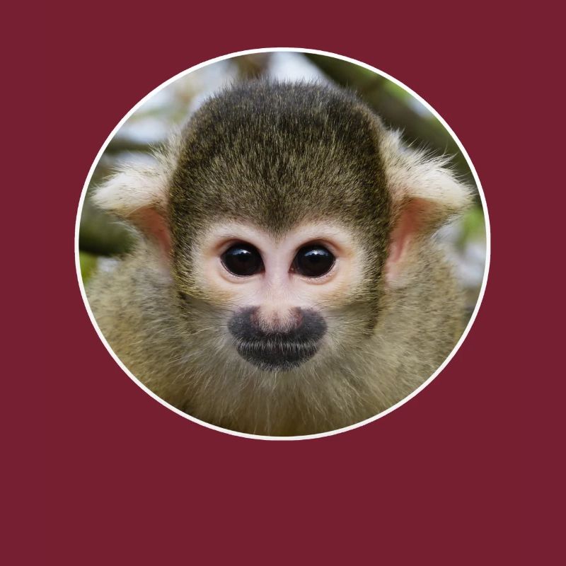 monkey