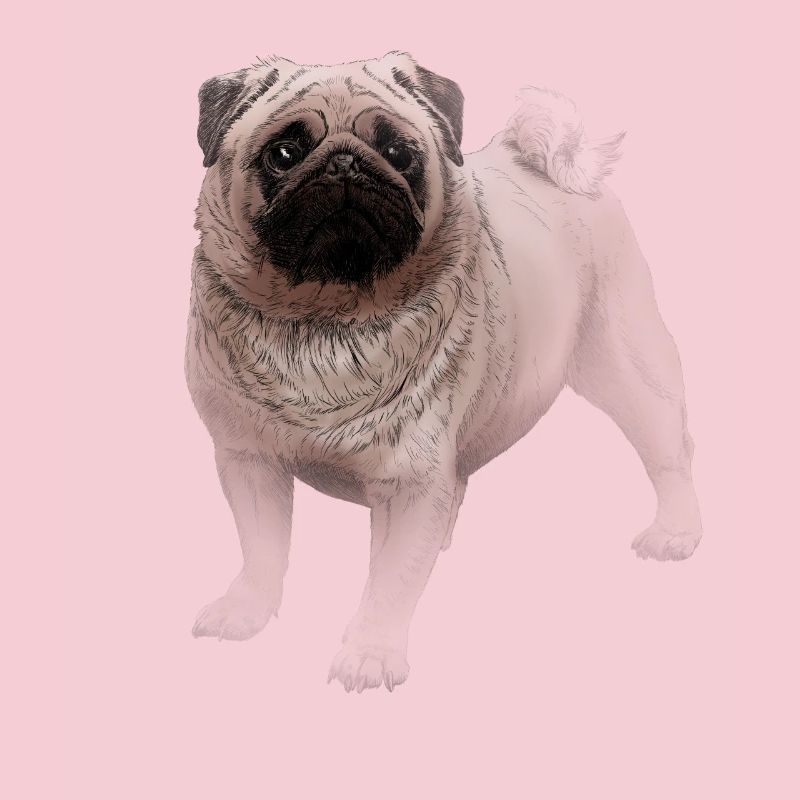 Mops