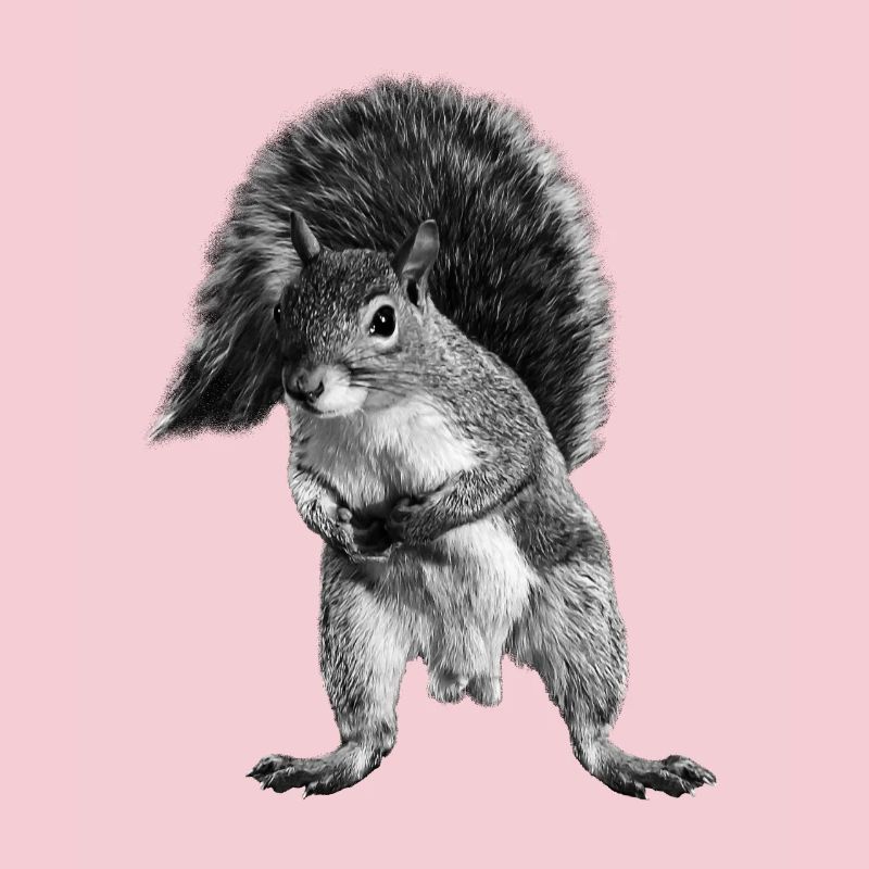 Eichhörnchen